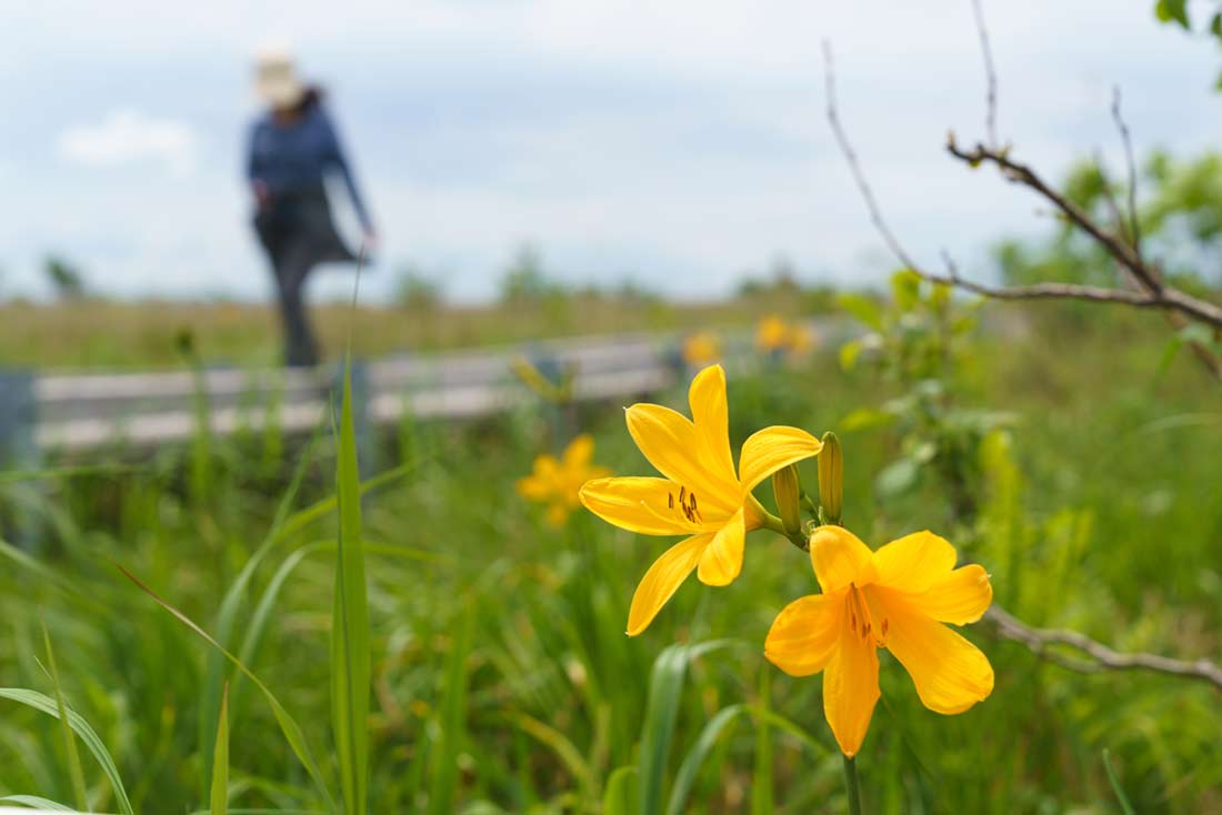 豊富町の花「エゾカンゾウ」