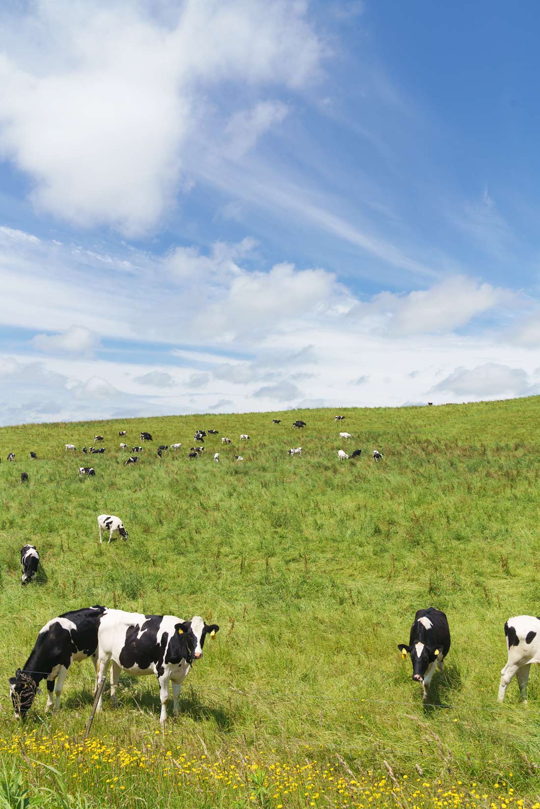 大規模草地牧場